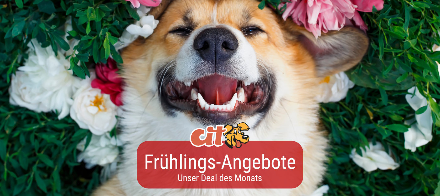 Deal des Monats