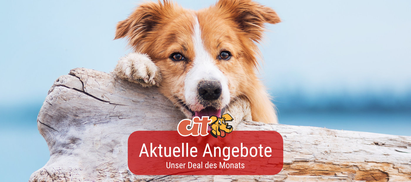 Deal des Monats