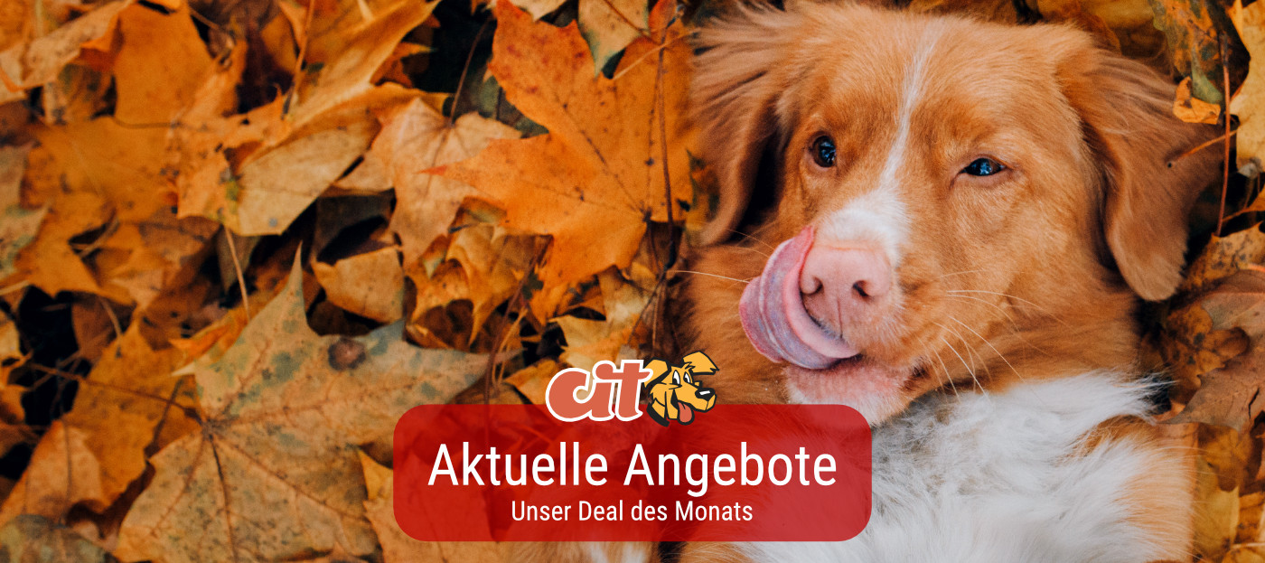 Deal des Monats