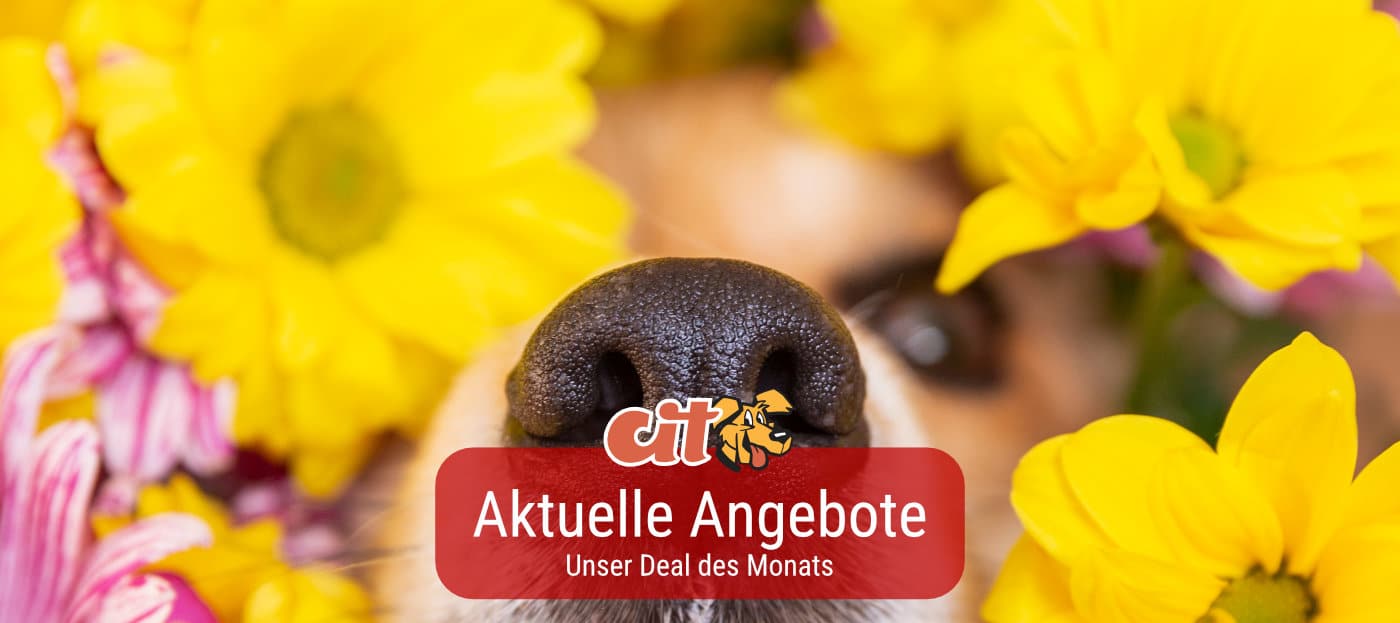 Deal des Monats