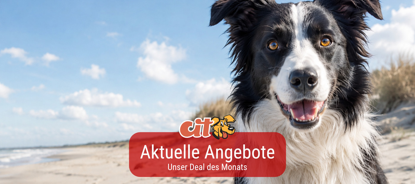 Deal des Monats