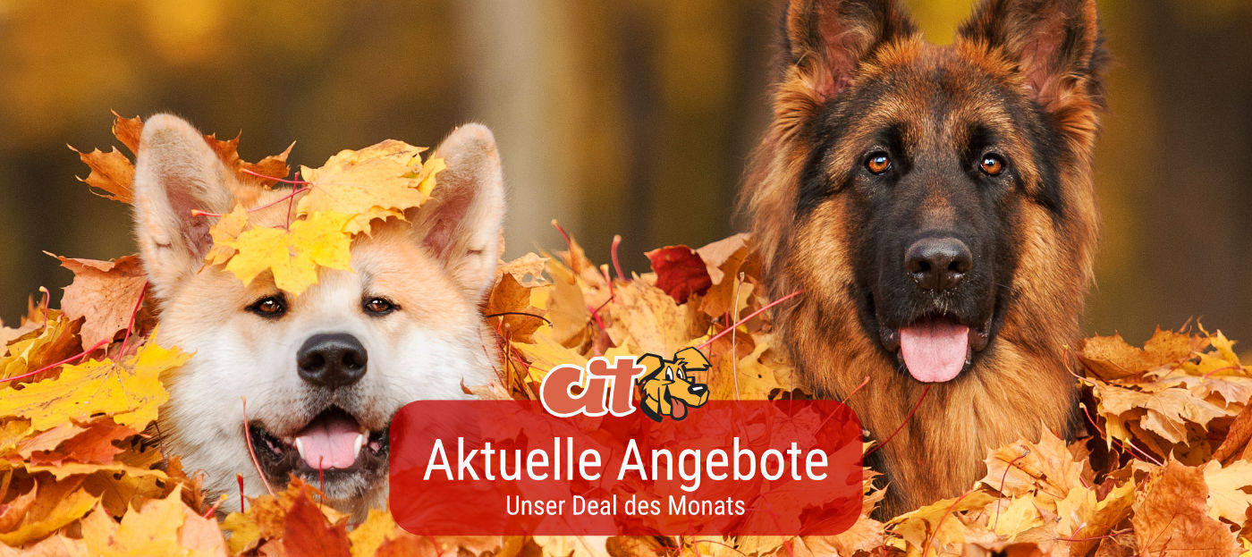Deal des Monats
