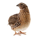 Wachteln mit Federn und Innereien 3 Stück BARF...