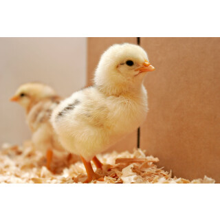 Huhn ganz mit Federn und Innereien 1 Stück BARF Frostfutter