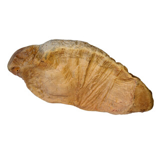 Kauwurzel Erica XL