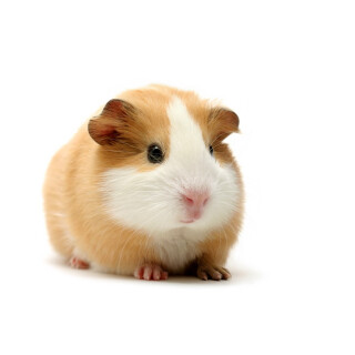Meerschweinchen Frostware