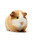 Meerschweinchen Frostware