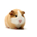 Meerschweinchen Jumbo 1 Stück ca. 1 Kg Frostfutter