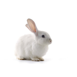 Kaninchen ganz mit Fell bis 500 g Frostfutter