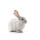 Kaninchen ganz mit Fell 500 - 1000 g BARF Frostfutter