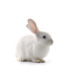 Kaninchen ganz mit Fell 2000 - 2500 g BARF Frostfutter