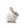 Kaninchen ganz mit Fell 2500 - 4000 g BARF Frostfutter