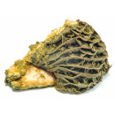 Grüner Rinderpansen grob gewolft 1,5kg BARF Frostfutter