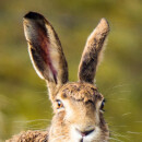 Wildhasenohren mit Fell  0.100 kg