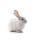 Kaninchen ganz mit Fell 2500 - 4000 g Frostfutter