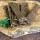 Fleischstreifen Kaninchen 100 g