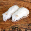 Mäuse ganz 10 Stück 26 - 30 g  Frostfutter