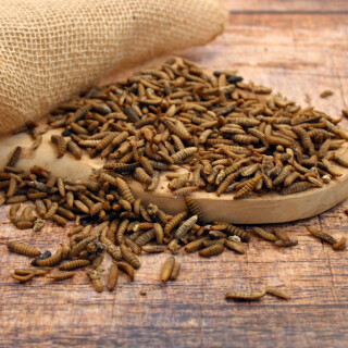 Soldatenfliegenlarven 500 g Frostfutter