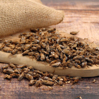 Heimchen 200 g Frostfutter