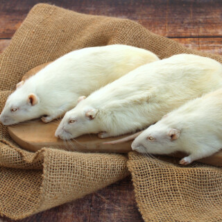 Ratten ganz 5 Stück 150 - 240 g Frostfutter