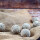 Meisenknödel 10 Stück